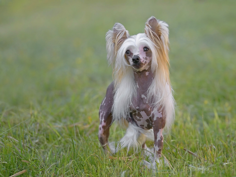 Các Biện Pháp Giảm Rụng Lông Ở Chó Tại Nhà Theo Khuyến Nghị Thú Y
