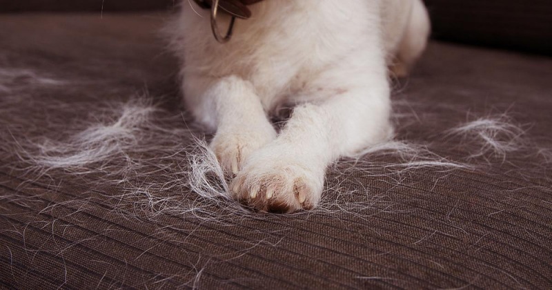 Chó Rụng Lông Do Thiếu Chất: Các Nhóm Dinh Dưỡng Quan Trọng Cần Bổ Sung