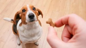 Bánh Thưởng Cho Chó: Quy Tắc Sử Dụng Đúng Chuẩn Để Tránh Tăng Cân