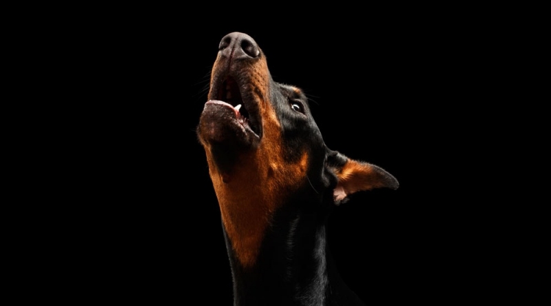 Chó Hay Sủa Ban Đêm: Các Tác Nhân Gây Kích Thích & Biện Pháp Hạn Chế