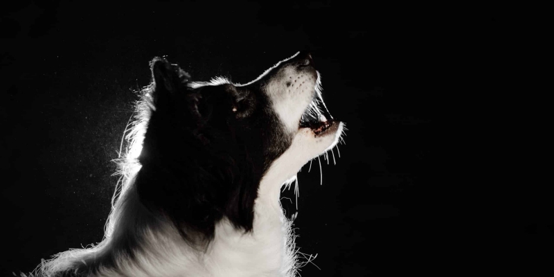 Chó Hay Sủa Ban Đêm: Các Tác Nhân Gây Kích Thích & Biện Pháp Hạn Chế