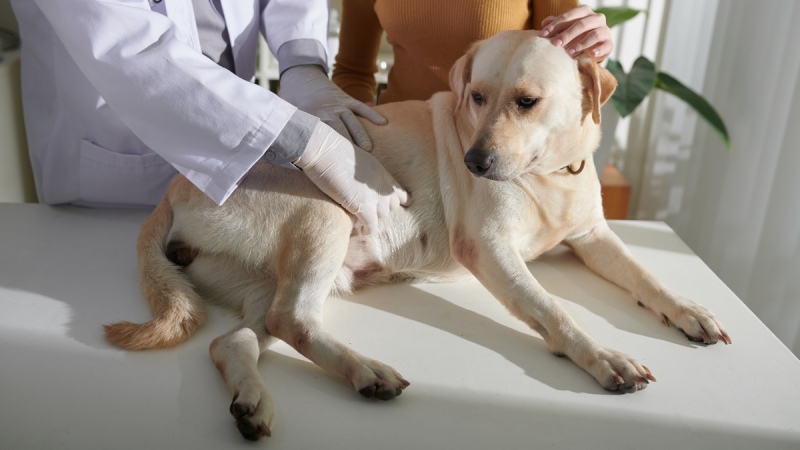 Chó Ói Liên Tục: Nguyên Nhân Nguy Hiểm & Cách Xử Trí Ban Đầu 5 Chó Ói Liên Tục: Nguyên Nhân Nguy Hiểm & Cách Xử Trí Ban Đầu