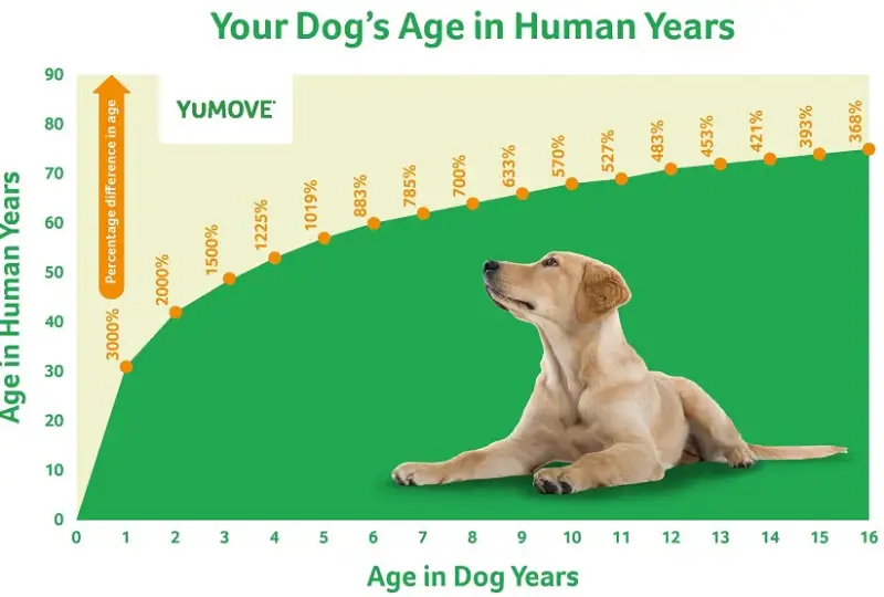 dog 02