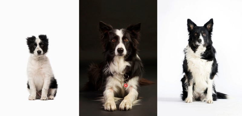 dog 04