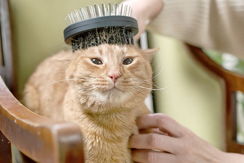 Giảm Rụng Lông Cho Mèo: Các Phương Pháp An Toàn & Hiệu Quả