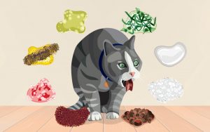 Mèo Ói: Cách Phân Loại Tình Trạng & Dấu Hiệu Nguy Hiểm