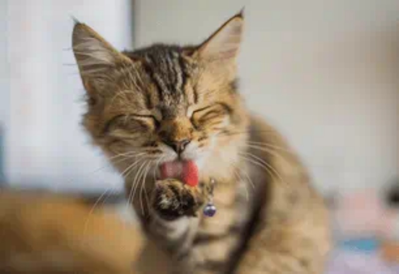 Mèo Ói: Cách Phân Loại Tình Trạng & Dấu Hiệu Nguy Hiểm