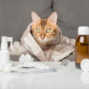 Mèo Có Triệu Chứng Ốm: Nhận Diện Qua Hành Vi & Tình Trạng Ăn Uống