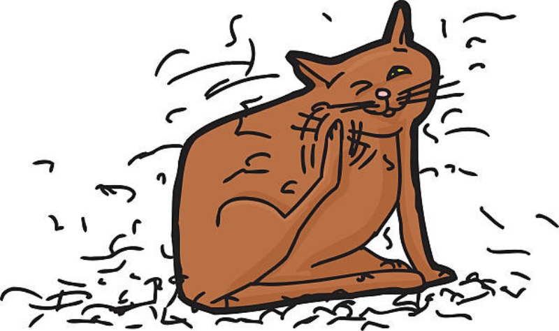 Mèo Rụng Lông Thiếu Chất: Vai Trò Dinh Dưỡng Trong Bảo Vệ Da Lông