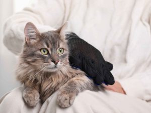 Mèo Rụng Lông Thiếu Chất: Vai Trò Dinh Dưỡng Trong Bảo Vệ Da Lông