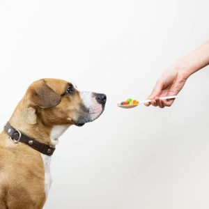 Thuốc Tẩy Giun Cho Chó: Lịch Dùng, Loại Phù Hợp & Lưu Ý An Toàn