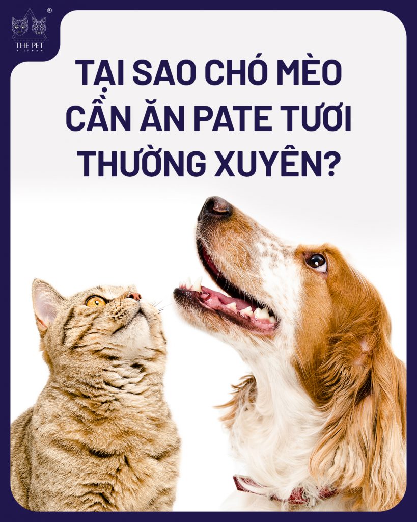 Tại Sao Chó Mèo Nên Ăn Pate Thường Xuyên? Lợi Ích Theo Góc Nhìn Dinh Dưỡng Thú Y 1 1 01 2