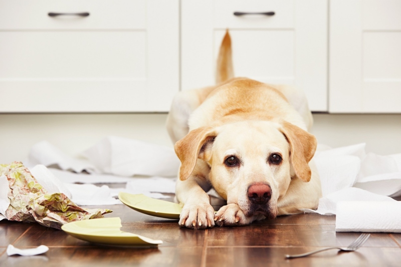 Dấu Hiệu Cho Thấy Chó Bị Stress 1 Thay đổi trong ăn uống và cân nặng