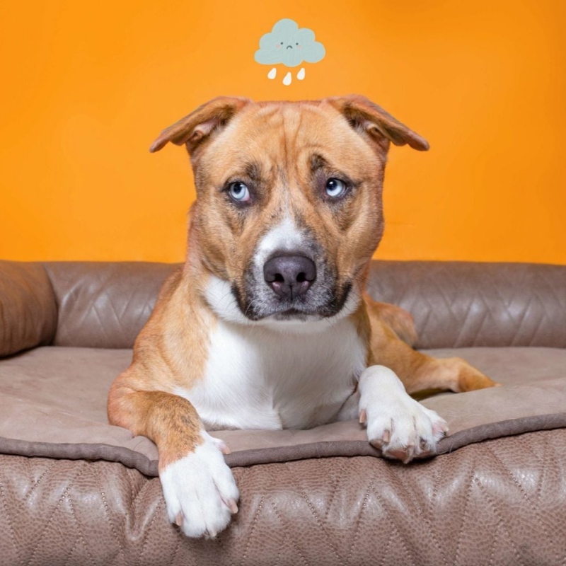 Dấu Hiệu Cho Thấy Chó Bị Stress 6 Thay đổi chủ nuôi