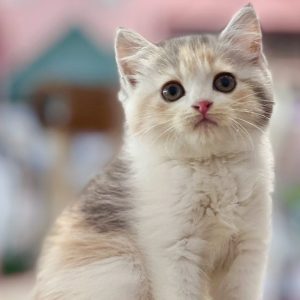 Những Biểu Hiện Cho Thấy Mèo Cảm Thấy An Toàn