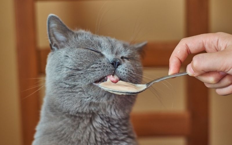 Đuôi Thẳng hoặc Hướng Lên, Cuộn Tròn Ở Cuối