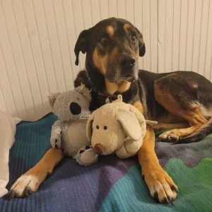 Hiểu Đúng Về Vòng Đời Của Chó Nuôi Trong Nhà