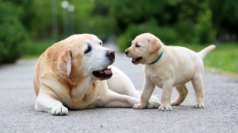 Hiểu Đúng Về 4 Giai Đoạn Trong Vòng Đời Của Chó 3 Giai đoạn chuyển tiếp của chó con