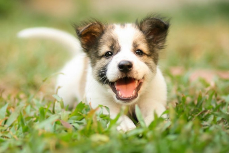 Hiểu Đúng Về 4 Giai Đoạn Trong Vòng Đời Của Chó 1 Các Giai Đoạn Phát Triển của Chó Trong Vòng Đời