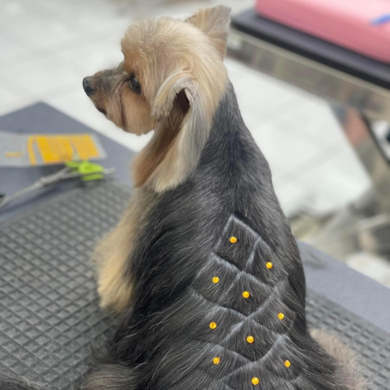 Cách nhận biết sớm thú cưng đang bị sốc nhiệt