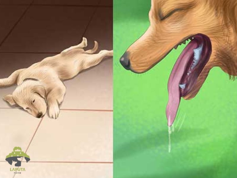 Cách nhận biết sớm thú cưng đang bị sốc nhiệt 1 Nhận biết các dấu hiệu sớm của thú cưng khi bị sốc nhiệt