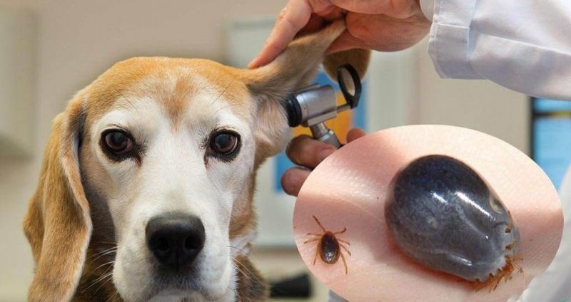 Hướng dẫn cách trị ve chó an toàn tại nhà 1 Hiểu rõ về ve chó và vòng đời của chúng