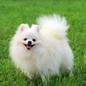 Hướng dẫn cách trị ve chó an toàn tại nhà