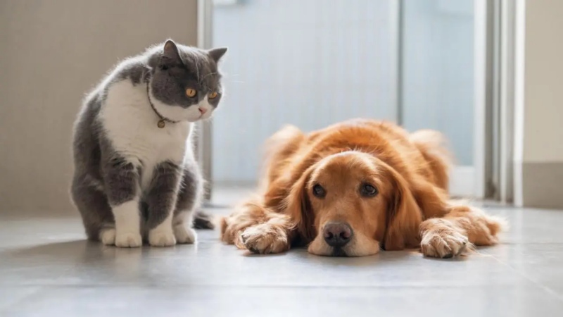 Chó mèo sốc nhiệt nguy hiểm như thế nào và cách cứu kịp thời