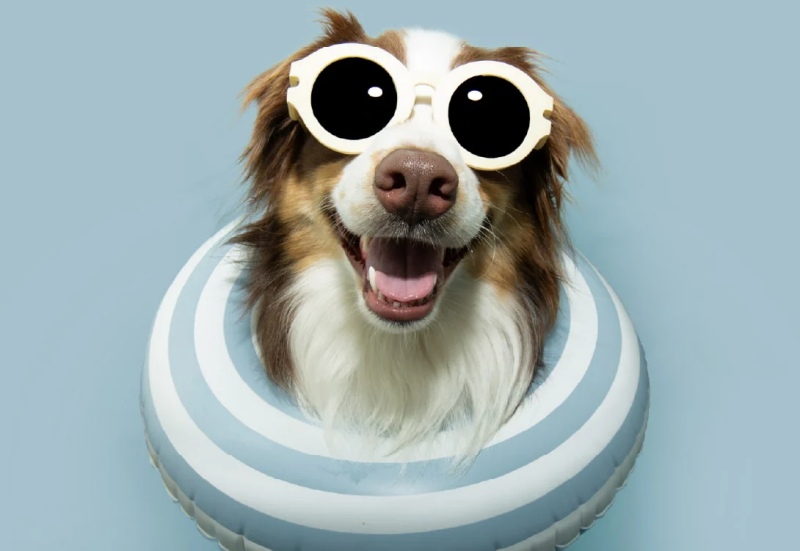 Chó mèo sốc nhiệt nguy hiểm như thế nào và cách cứu kịp thời