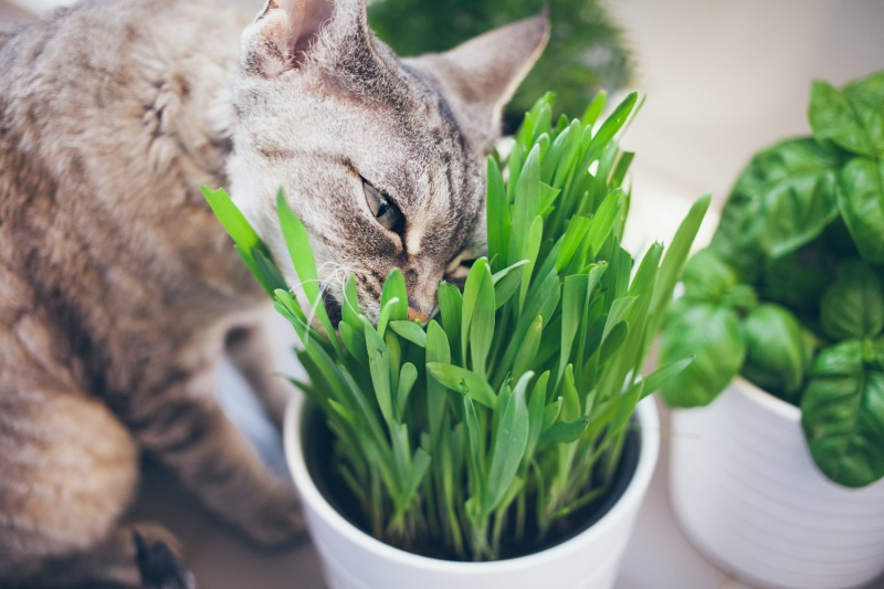 Chức năng và lợi ích của cỏ mèo đối với sức khỏe của mèo