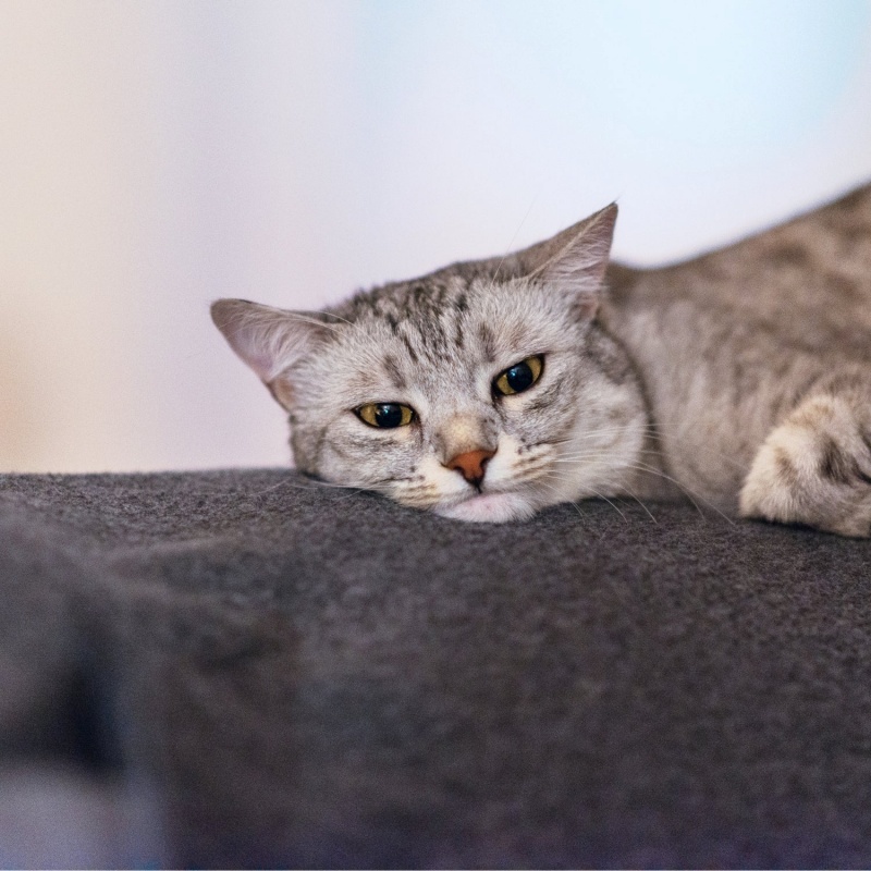 Mèo bị sốc nhiệt và 3 cách xử lý