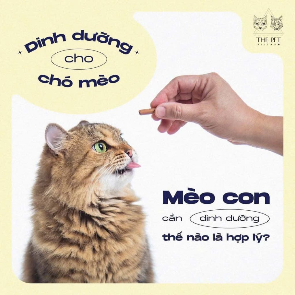 Dinh Dưỡng Cho Mèo Con 2 Tháng Tuổi – Cách Chọn Thức Ăn Phù Hợp Và An Toàn 1 z7402868888767 167fb7f283583f00610735534ca12d69