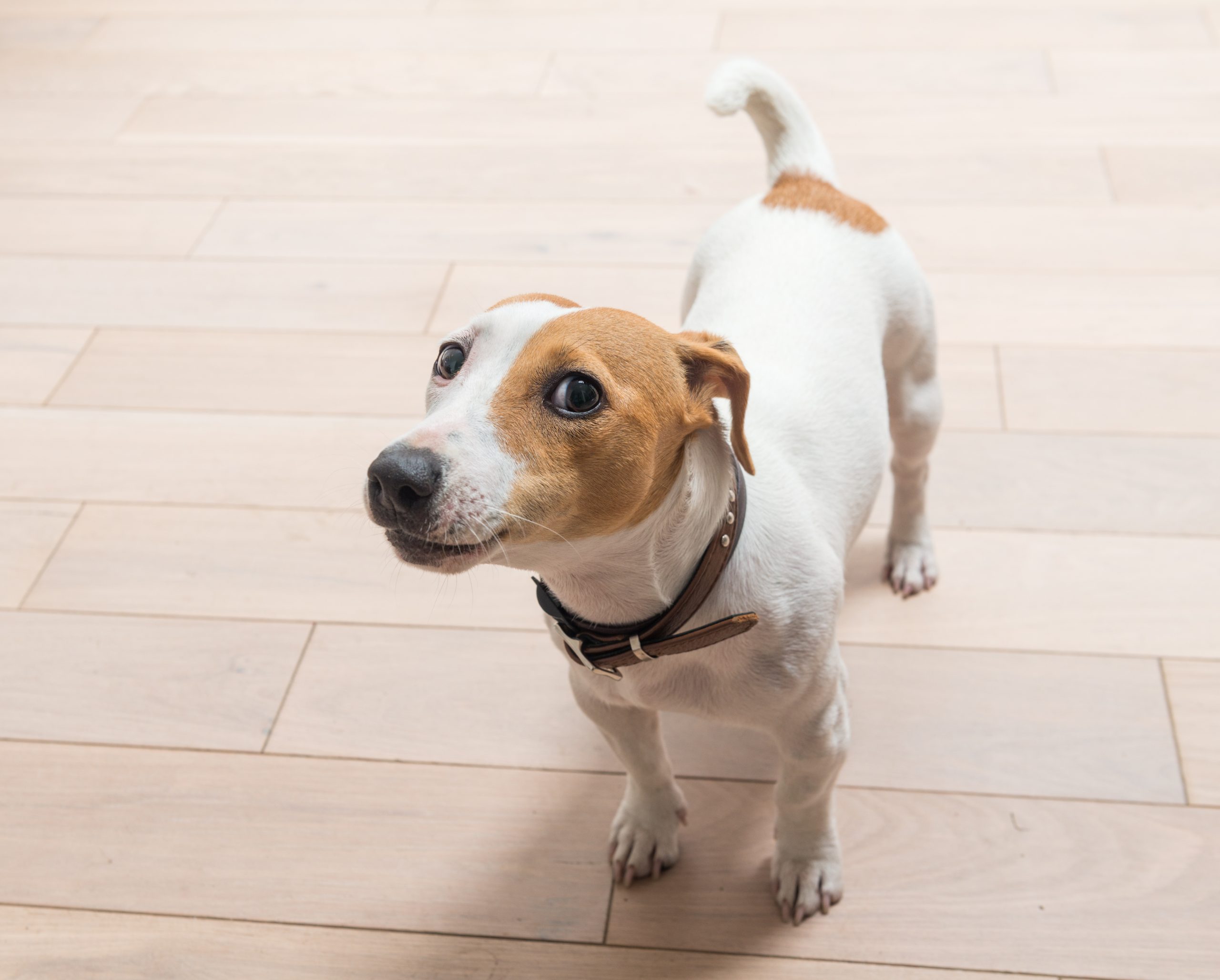 Pet Avatar