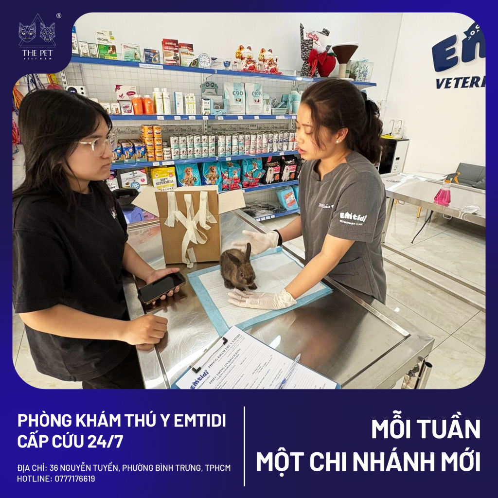 Phòng Khám Thú Y EMTIDI Quận 2 – Địa Điểm Chăm Sóc Thú Cưng Và Mua Pate Tươi The Pet Vietnam 3 3 9