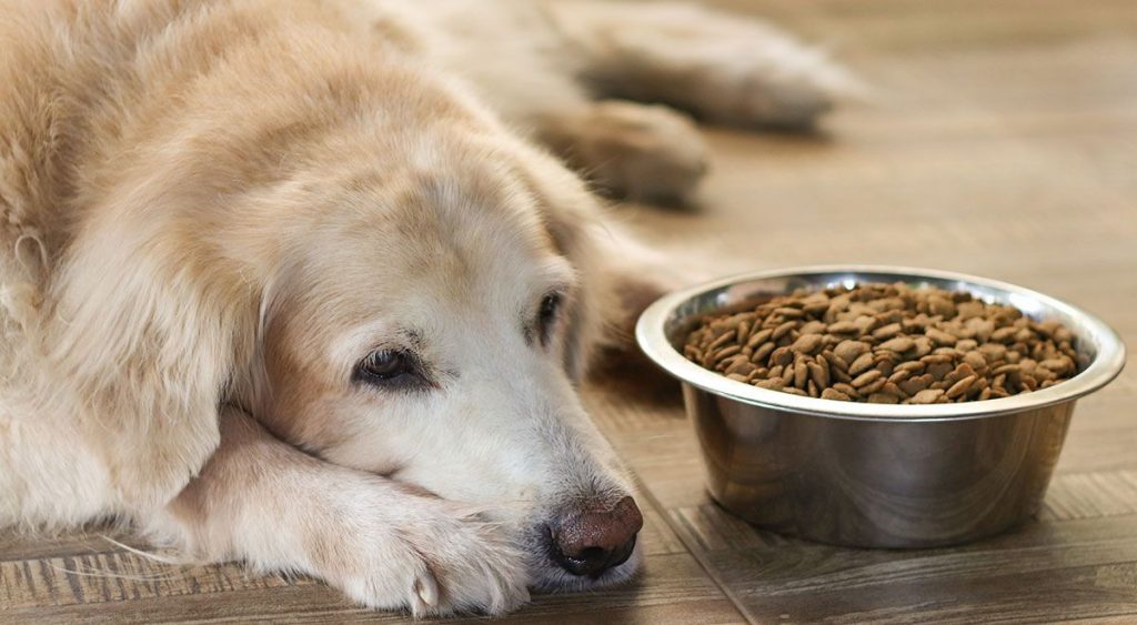 Đồ ăn cho chó - thức ăn khô