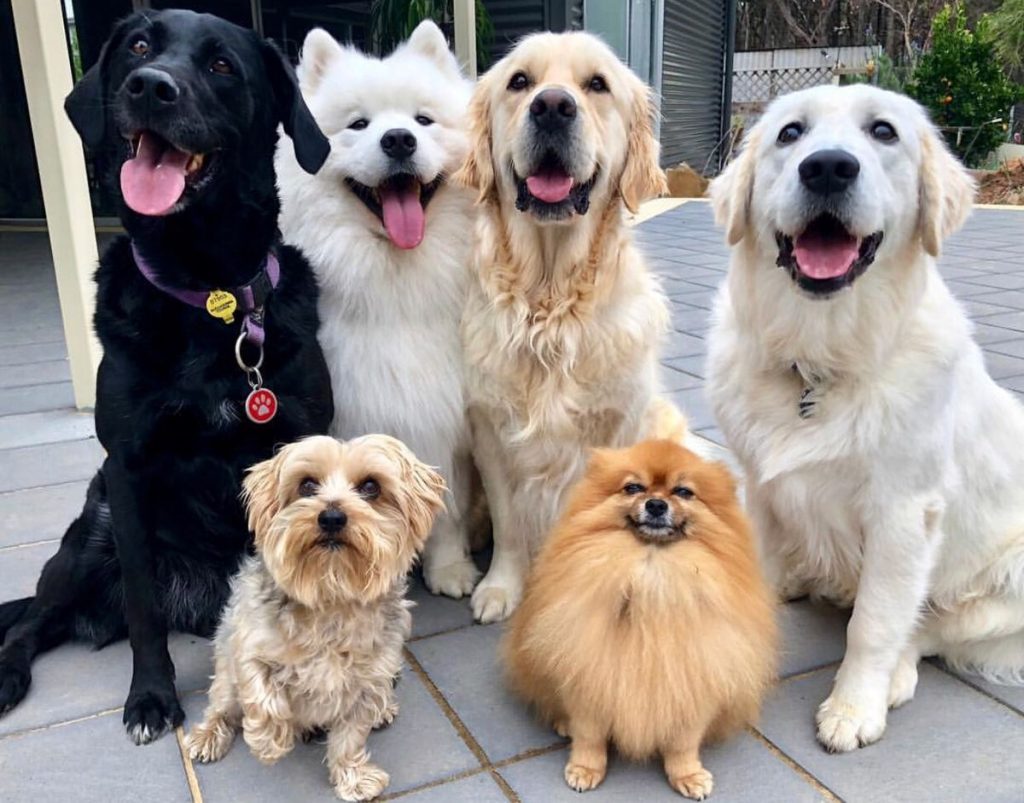 Đồ Ăn Cho Chó: Hướng Dẫn Toàn Diện Về Dinh Dưỡng Và Lựa Chọn Phù Hợp Nhất Cho Thú Cưng 4 Cách lựa chọn đồ ăn cho chó theo từng lứa tuổi