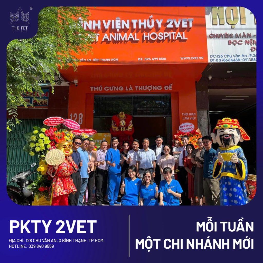 Chó mèo tại Bình Thạnh