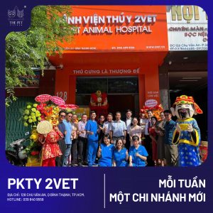 Chó mèo tại Bình Thạnh