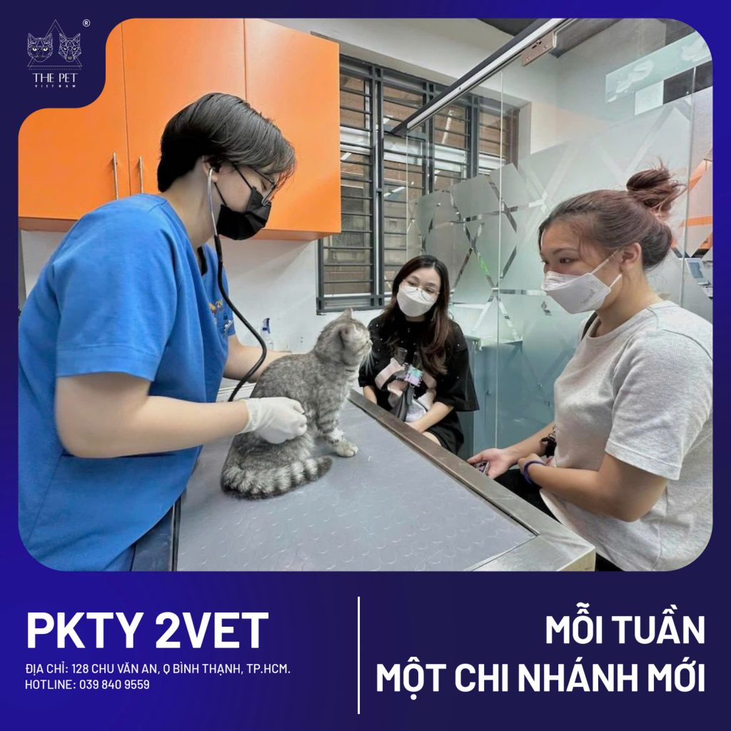 Chó mèo tại Bình Thạnh