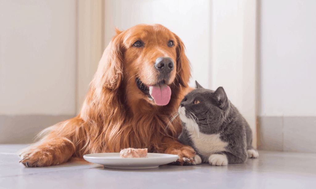 bảo quản pate tươi