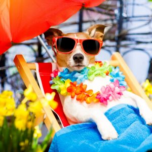 Bí quyết chăm sóc chó mùa nắng nóng