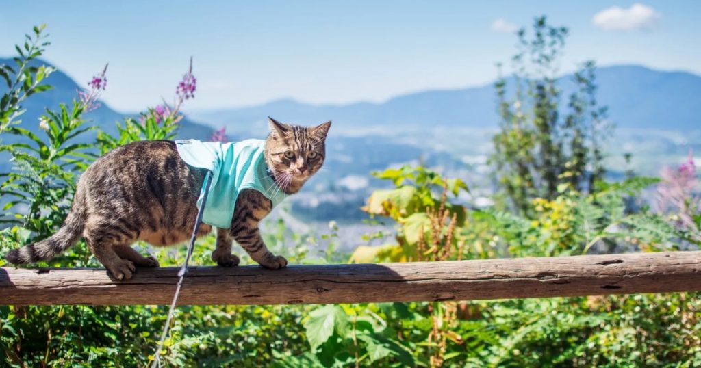 Cách chăm sóc mèo mùa khô, giúp mèo luôn khỏe mạnh