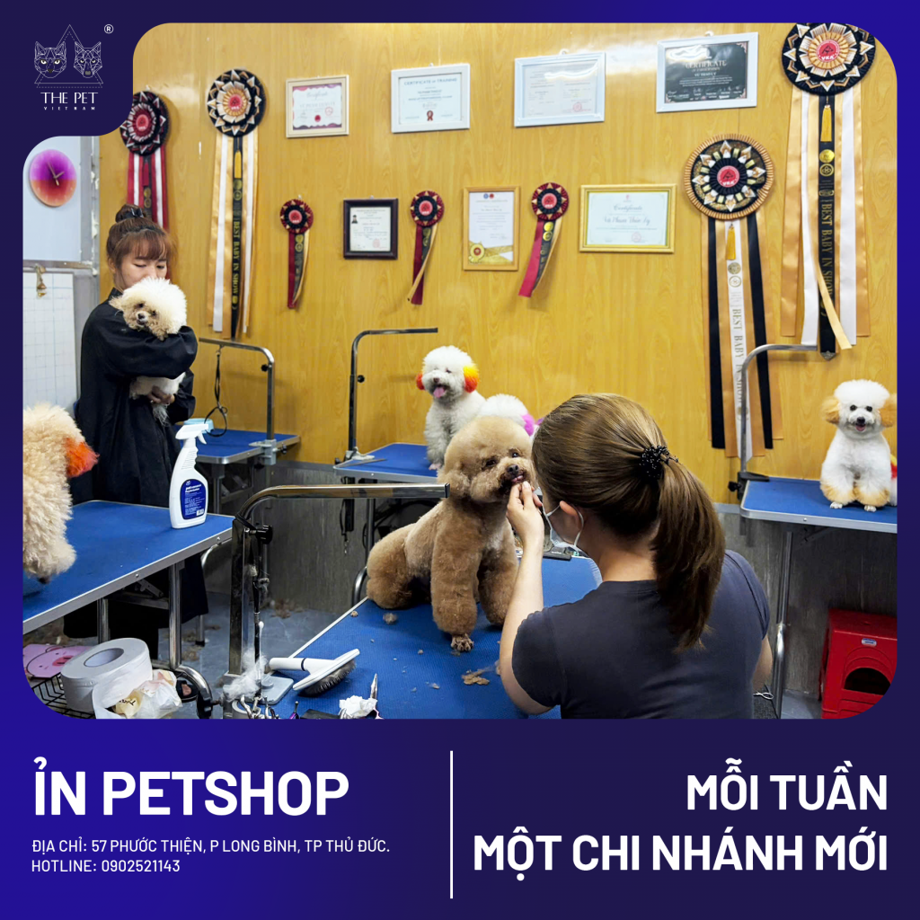 chó mèo tại khu vực Thủ Đức