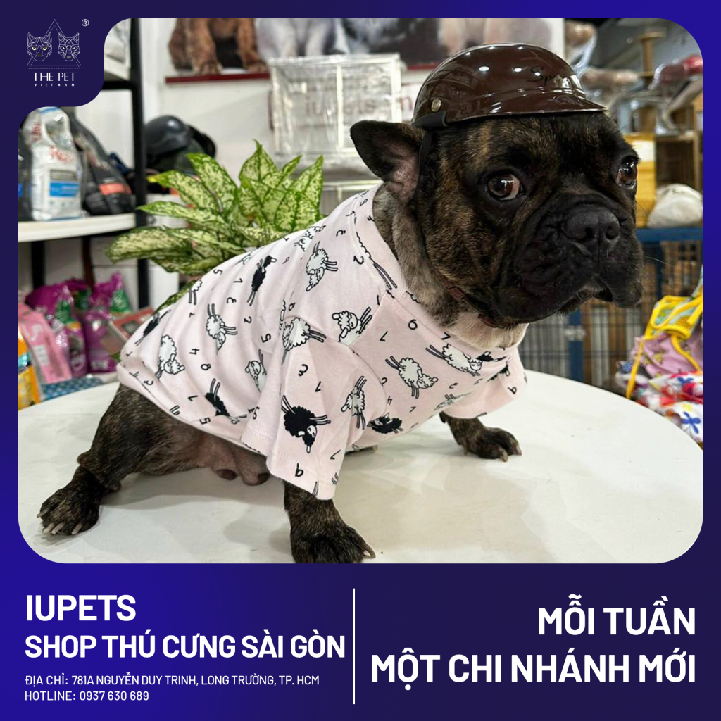 chó mèo tại quận 9