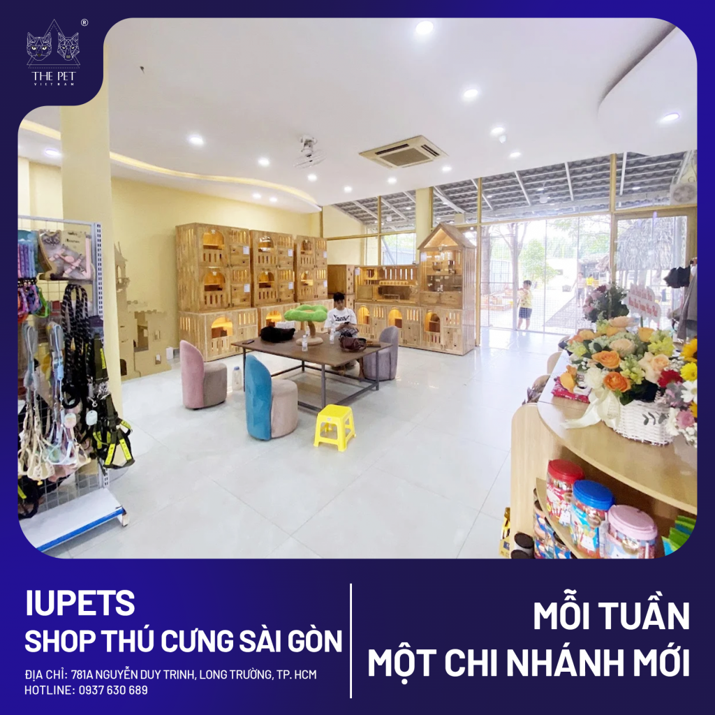 chó mèo tại quận 9