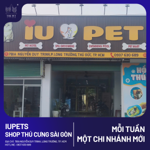 chó mèo tại quận 9