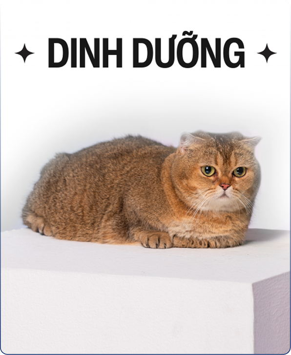 Dinh Dưỡng
