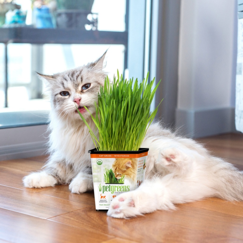 Lượng cỏ phù hợp cho mèo trong ngày
