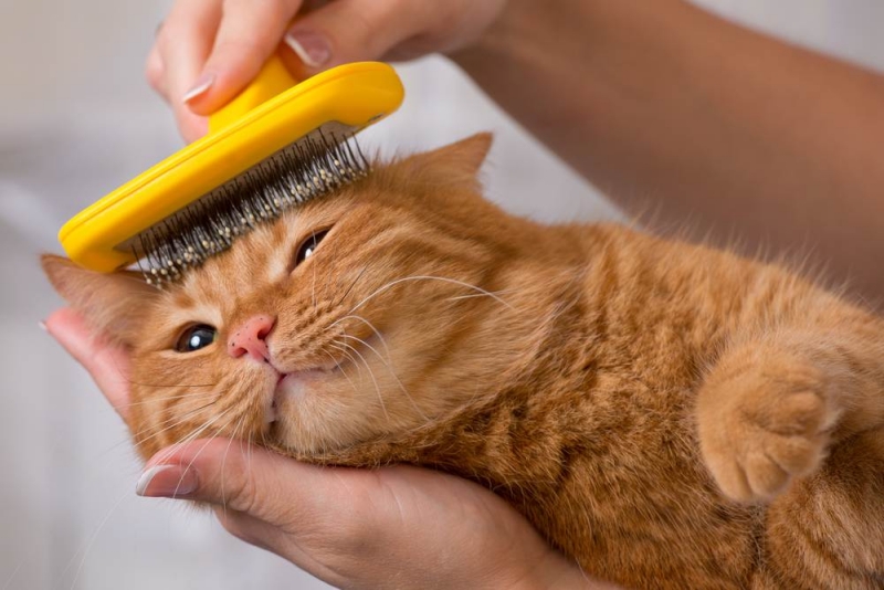 Các biện pháp phòng ngừa và xử lý khi mèo bị búi lông