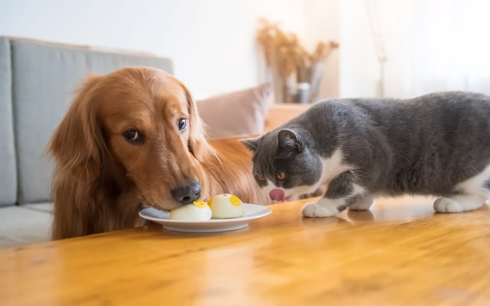 thức ăn chó mèo